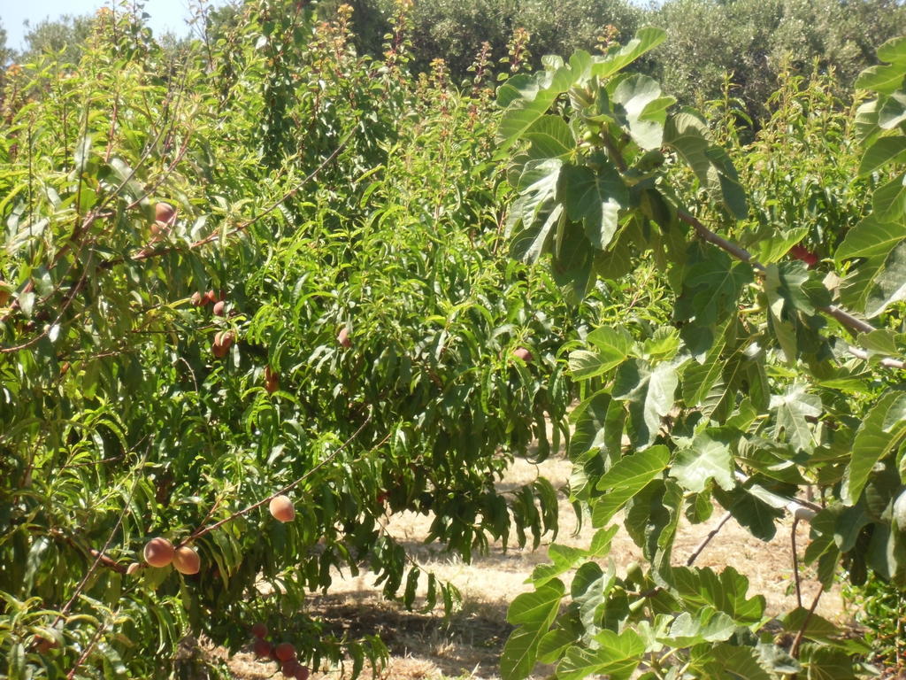 Stella Di Sicilia Villa San Fratello Luaran gambar